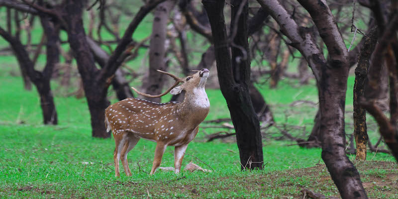 Spotted Deer In Jhalana Leopard Reserve 
