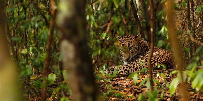 Jhalana Leopard Reserve
