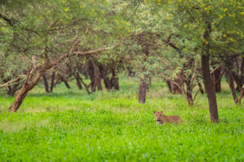 Jhalana Leopard Safari