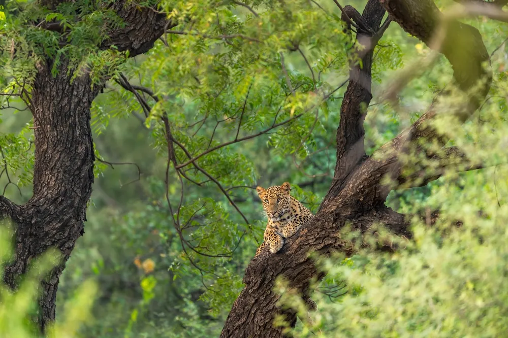 Jhalana Leopard Safari