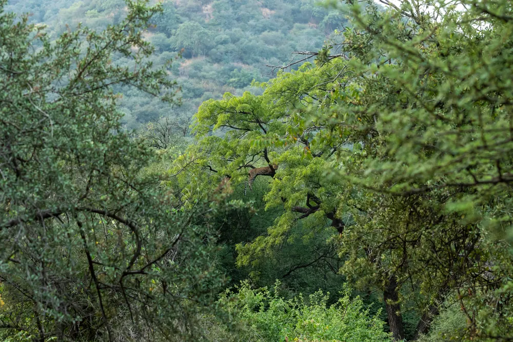 Flora in Jhalana Leopard Safari