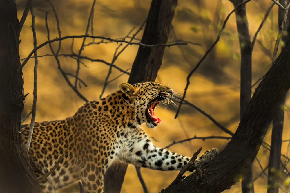 Wildlife in Jhalana Leopard Safari