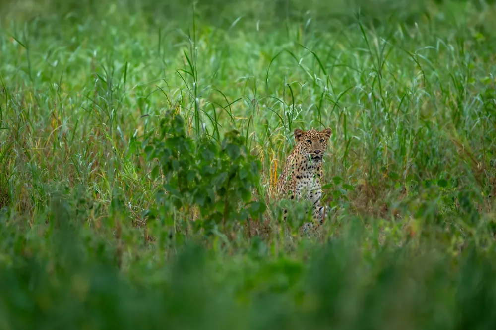 Leopard sitting in tall green grass in Jhalana Leopard Reserve