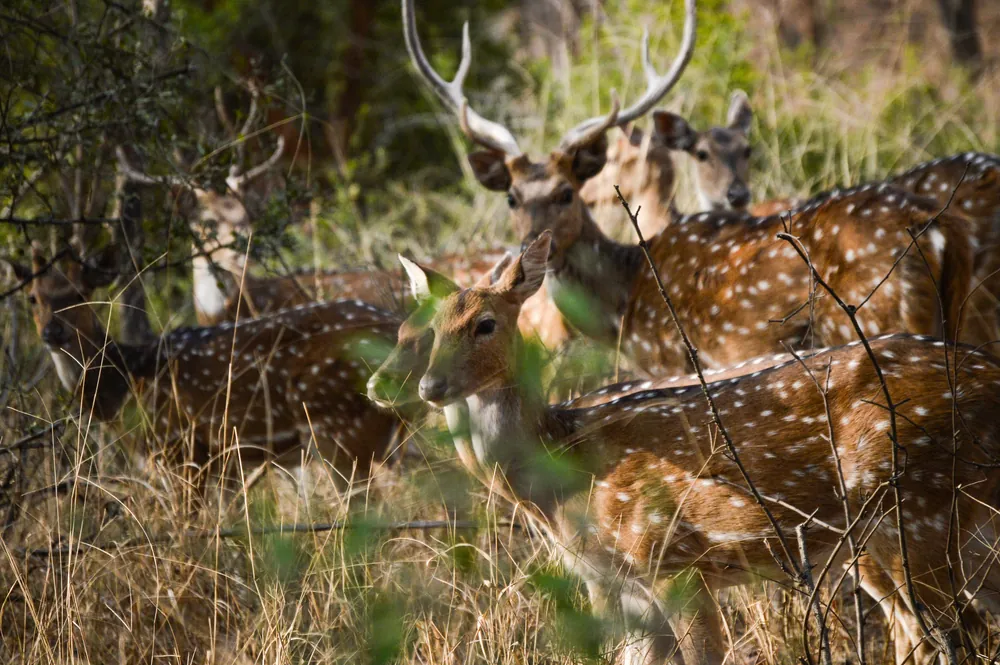 Sariska National Park