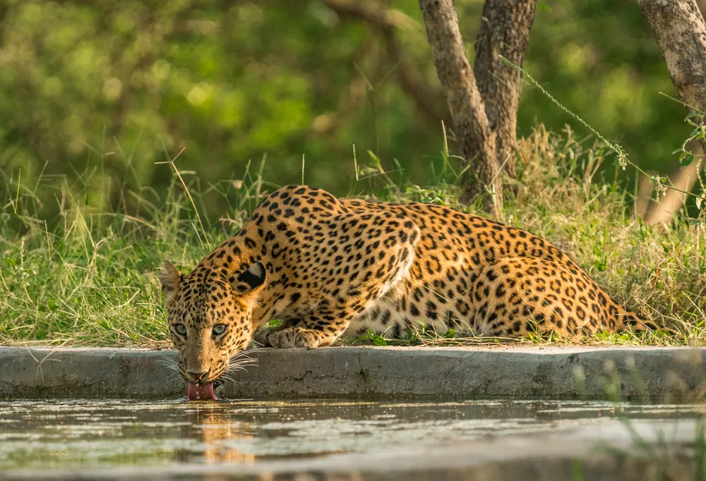 Jhalana Leopard Safari