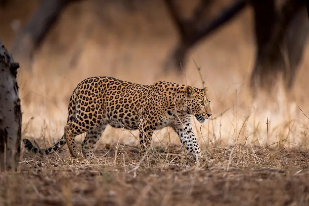 Jhalana Leopard Safari