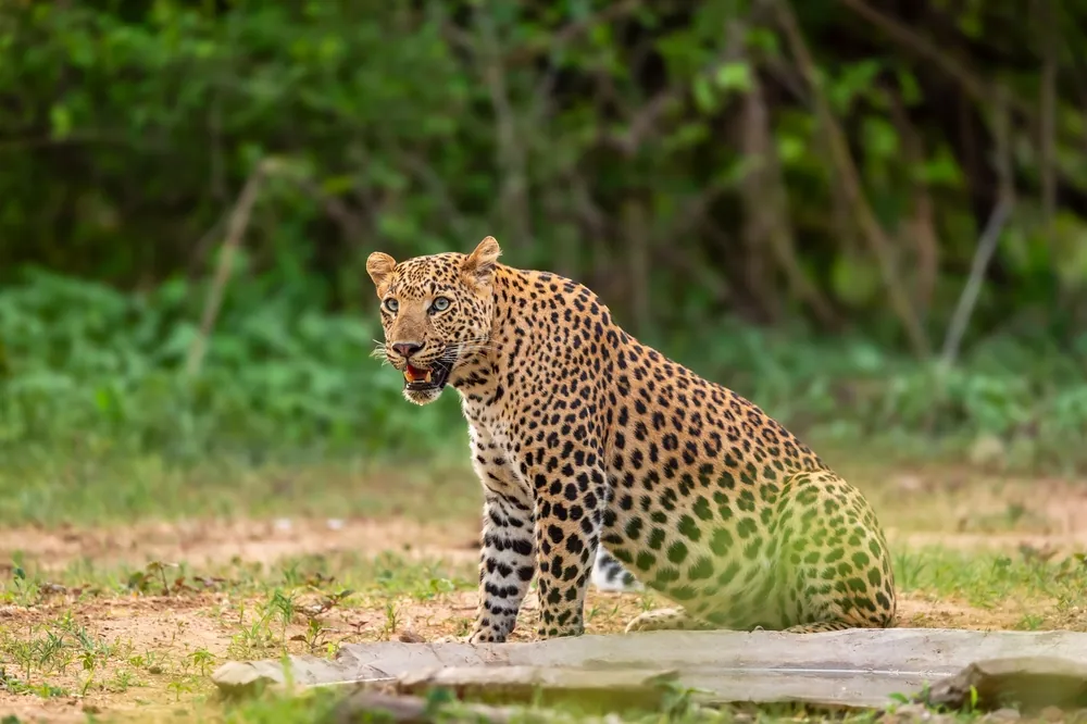 Wildlife in Jhalana Leopard Reserve