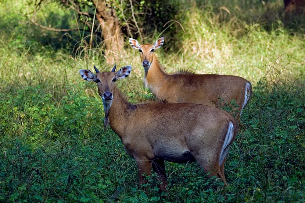 Graceful Herbivores