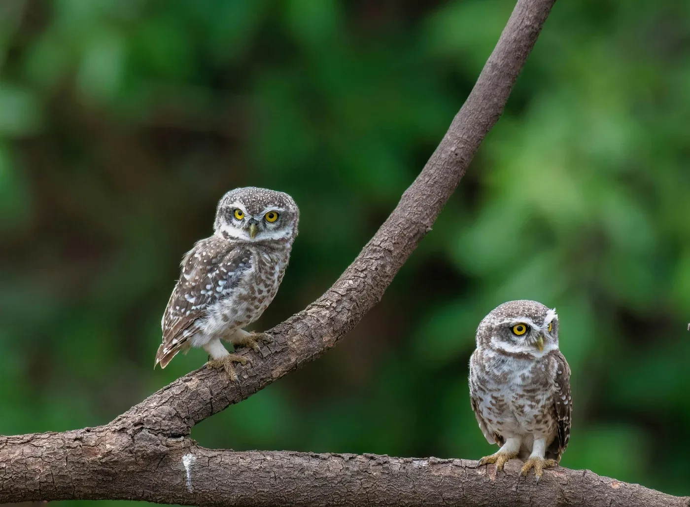 Birds in Jhalana Leopard Reserve