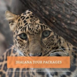 Jhalana Leopard Safari| Jhalana Leopard Safari Park | Jaipur, Rajasthan