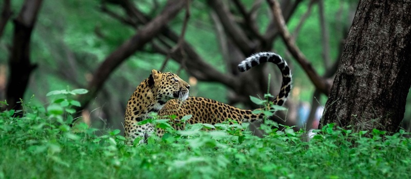 jhalana leopard safari official website